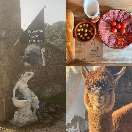 Experience Alpacas In Andalucia Apartment Cordoba Luaran gambar