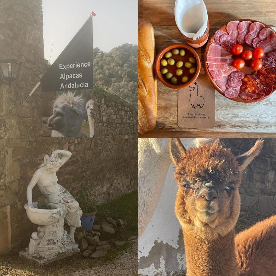 Experience Alpacas In Andalucia Apartment Cordoba Luaran gambar