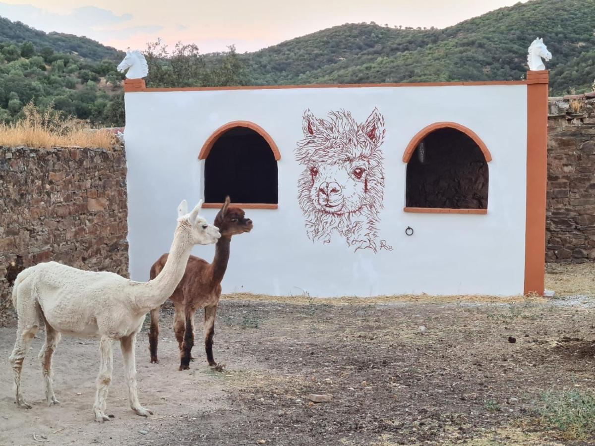 Experience Alpacas In Andalucia Apartment Cordoba Luaran gambar