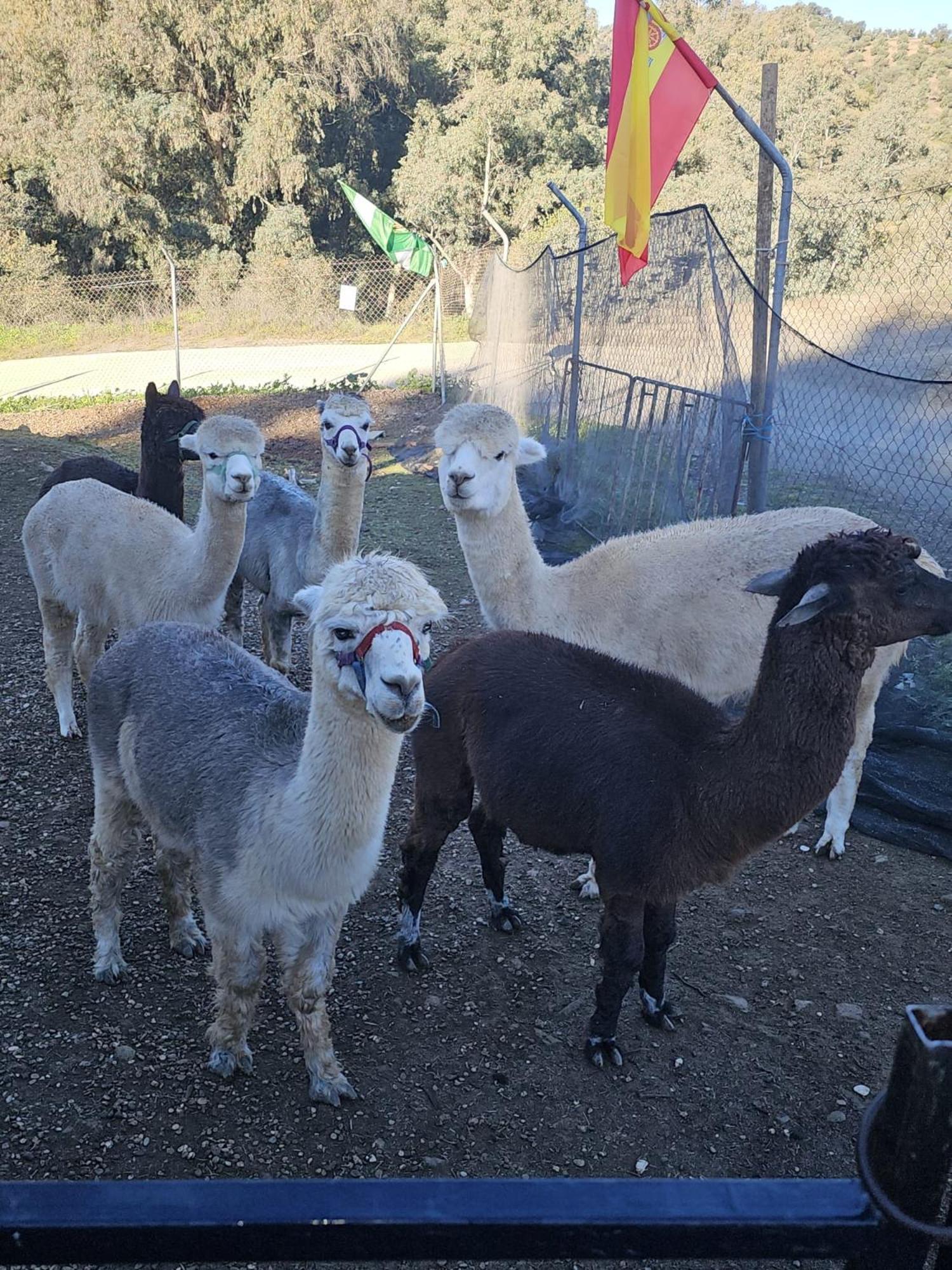 Experience Alpacas In Andalucia Apartment Cordoba Bilik gambar